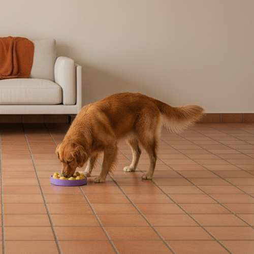 Golden retriever eating from the rotating puzzle feeder, close-up shot with the dog and feeder as the clear focus, terracotta tile floor and cream couch in background